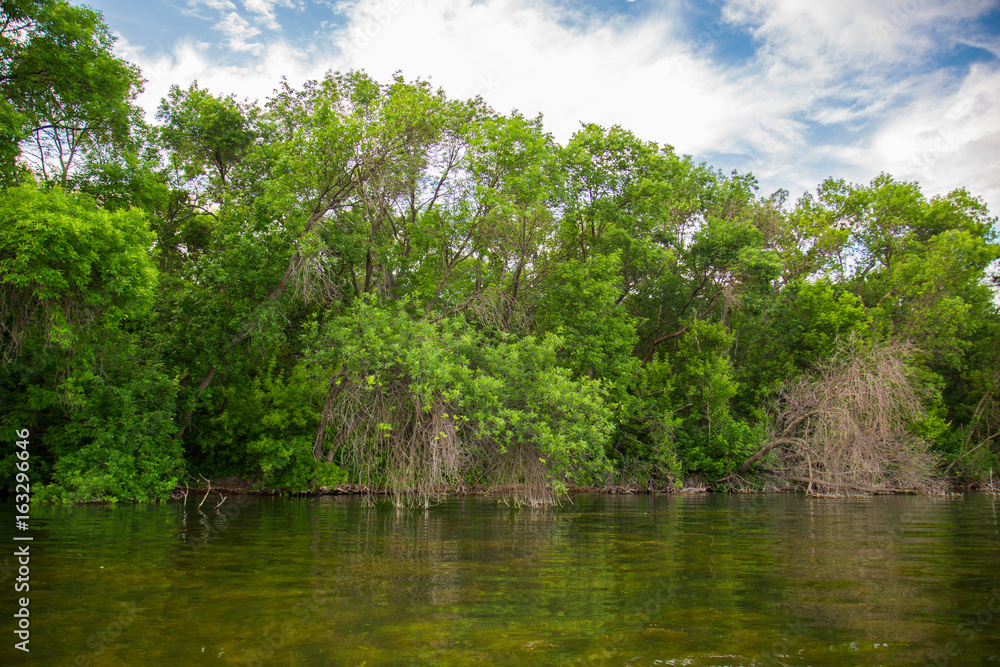 Crooked bended trees and bushes on a river bank with blue sky on the background Crooked bended trees and bushes on a river bank with blue sky on the background