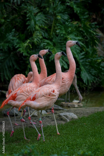 Flamingo Stance