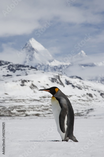 A lone king penguin cross a snowfield in front of the peaks of South Georgia Island