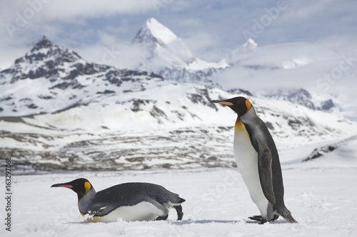 Two king penguins  one sliding on its belly  cross a snowfield in front of the majest peaks of South Georgia Island