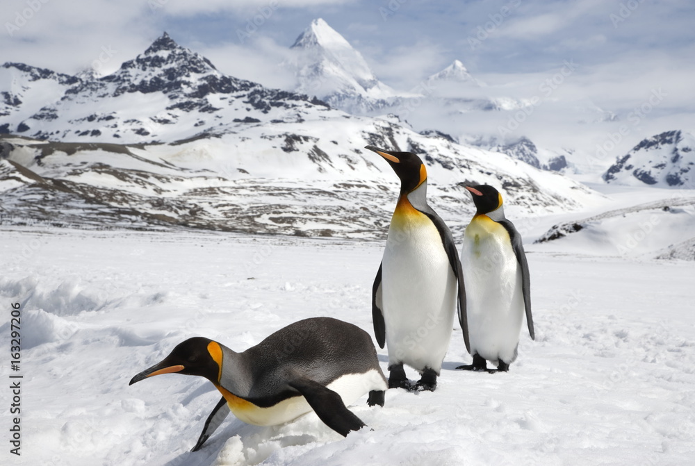 Obraz premium King penguins, one sliding on its belly, traversing in front of the mountains of South Georgia Island