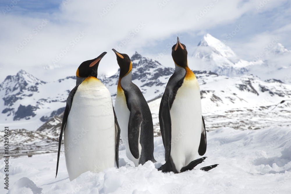 Fototapeta premium A group of king penguins standing in from of the majestic peaks of South Georgia Island
