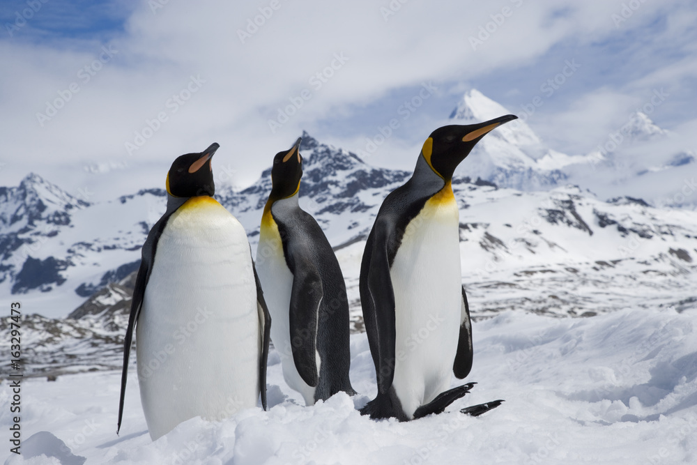 Fototapeta premium King penguins standing in the wintry fields below snowy peaks near the coast of South Georgia Island