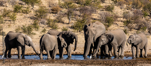 elephants drinking