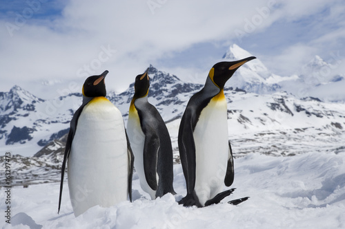 King penguins standing in the wintry fields below snowy peaks near the coast of South Georgia Island