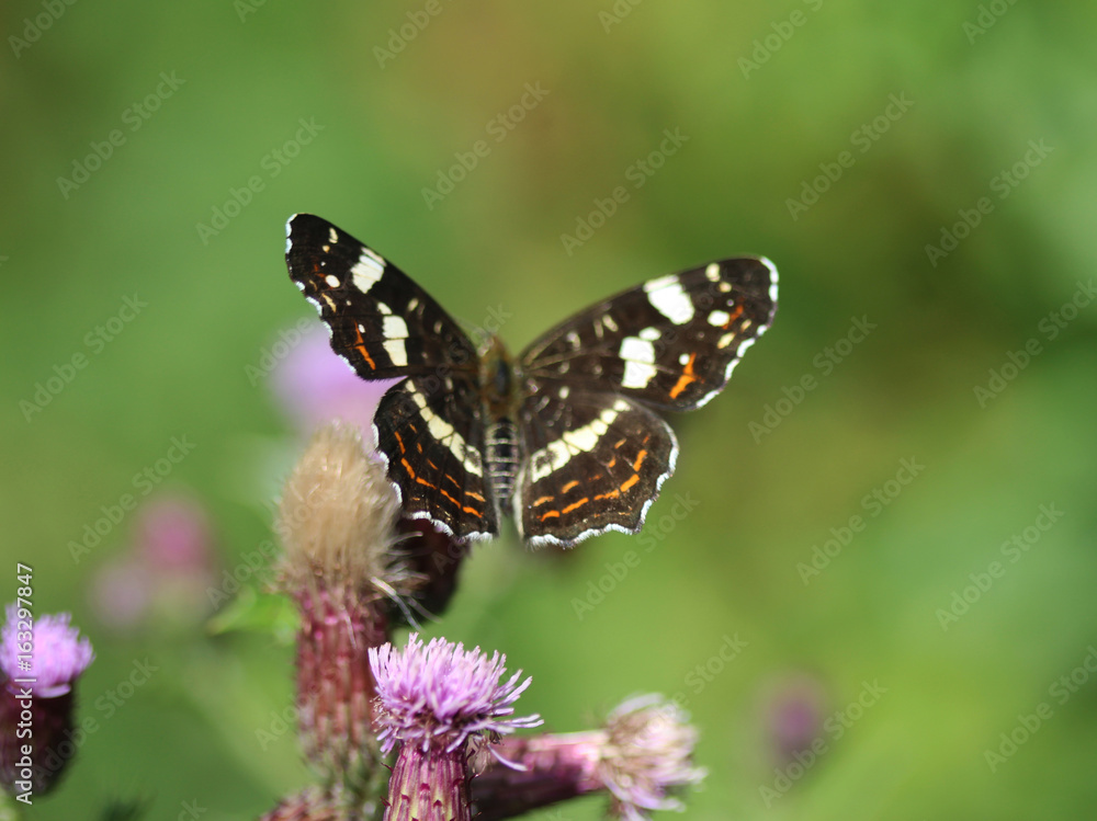 Map butterfly (Araschnia levana) Map butterfly (Araschnia levana)