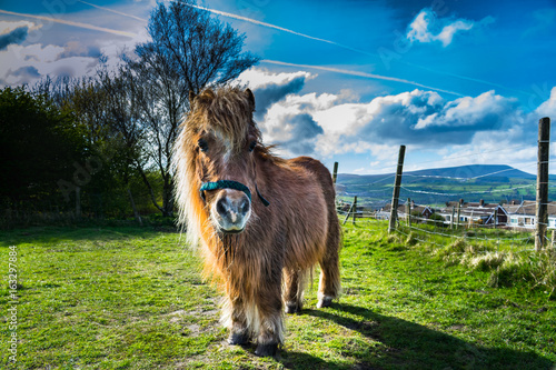 Obraz na plátně Brown miniature horse with long hair, Pony in the meadows, Lancashire, England,