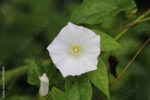 Canvas Print hedge bindweed