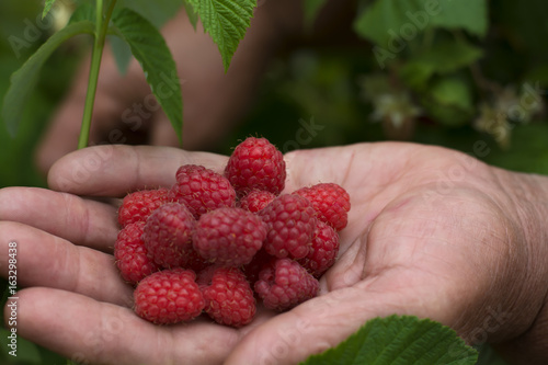 A handful of raspberries in the palms of an elderly woman