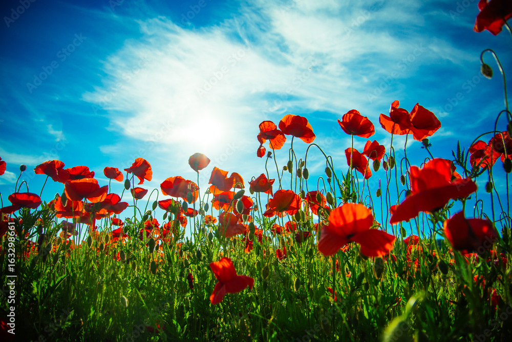 flower field of red poppy seed on blue sky