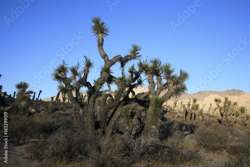 Mojave desert, The Mojave Desert is located in the southwestern United States and is composed of Death Valley, Pahrump Valley, Amargosa Valley, the Las Vegas Valley and some of the surrounding areas. photo