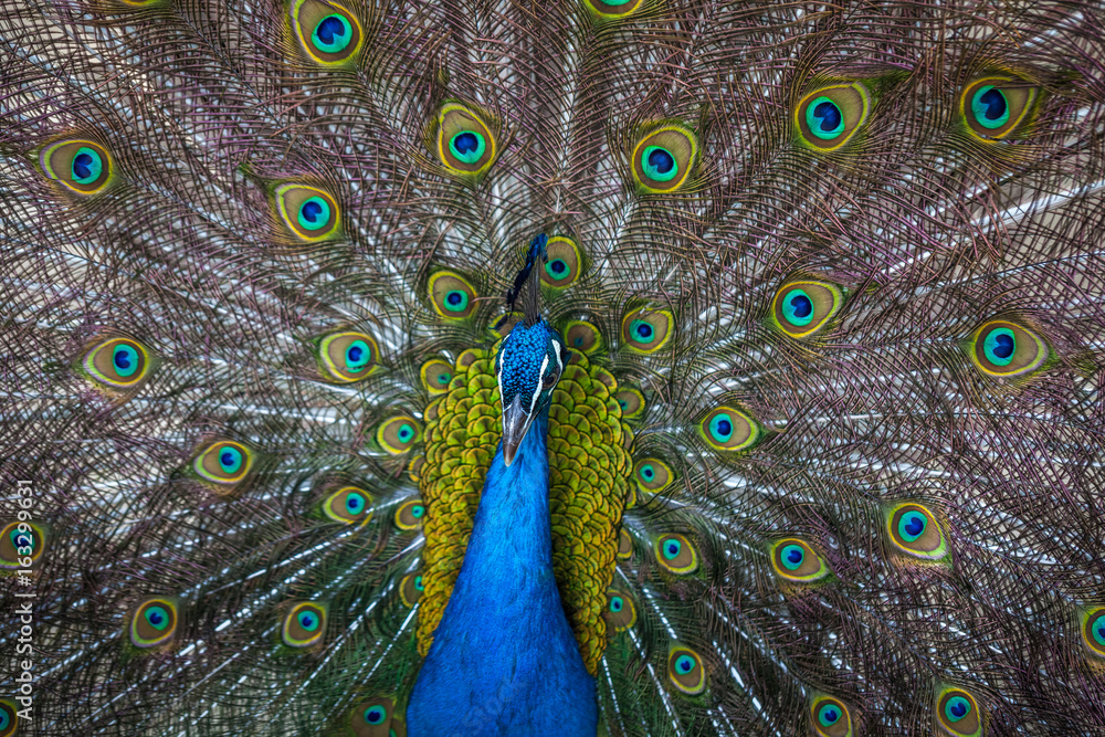 Obraz premium beautiful peacock displaying his colorful tail, Tbilisi