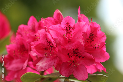 Rhododendronblüte photo