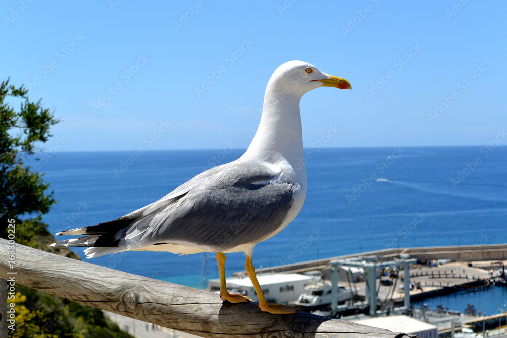 Retrato de la Gaviota mirando a puerto de Calpe.. España Retrato de la Gaviota mirando a puerto de Calpe.. España
