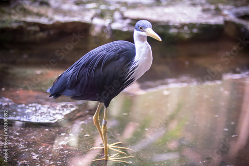 Adult tricolored heron photo