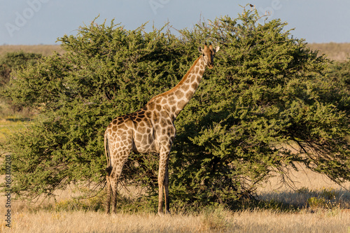 Photography Giraffe