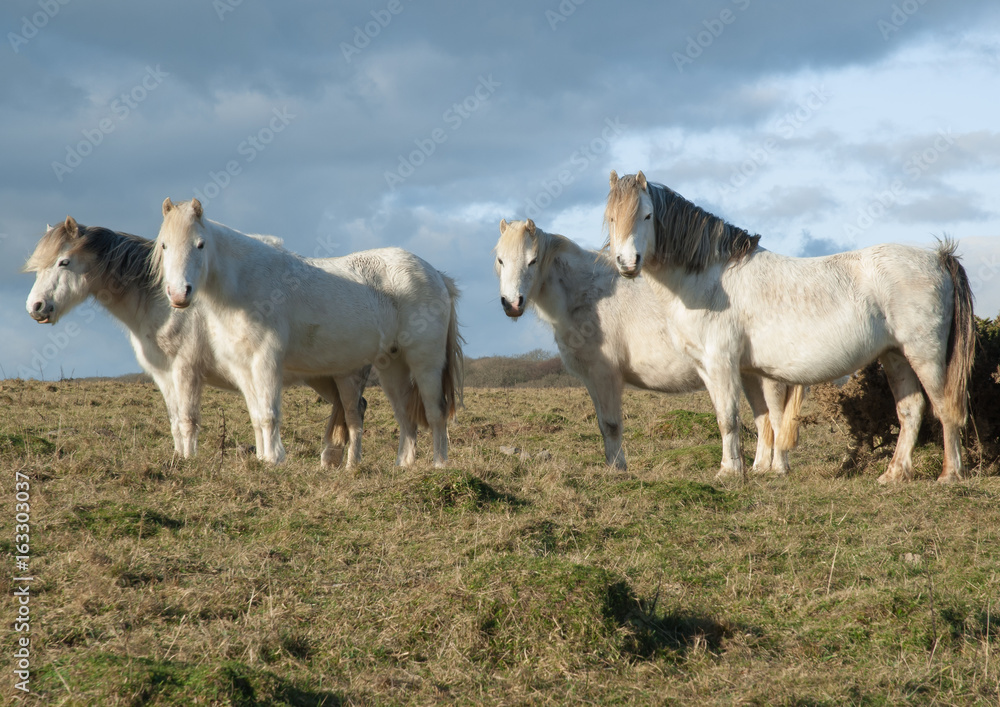 Obraz premium White Horses