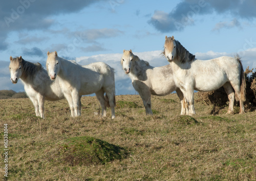 Fototapeta Naklejka Na Ścianę i Meble -  White Horses Grazing