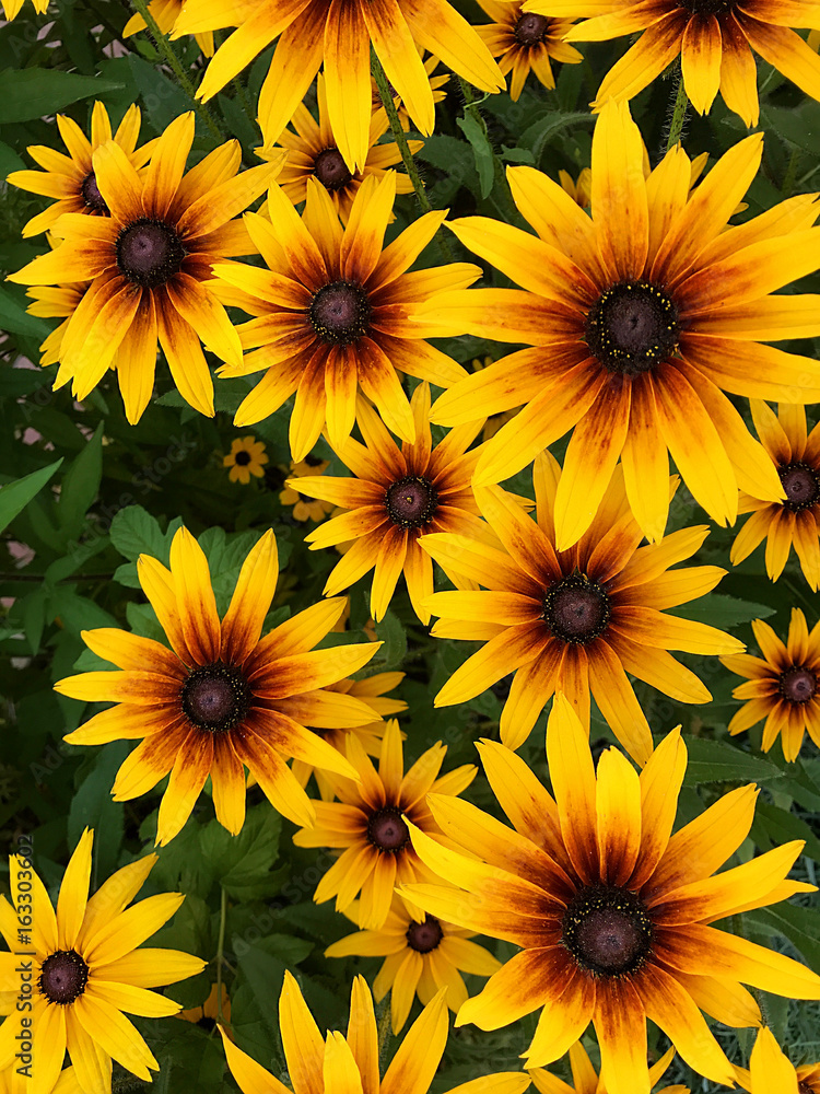 Floral background - yellow flowers. Floral background - yellow flowers.
