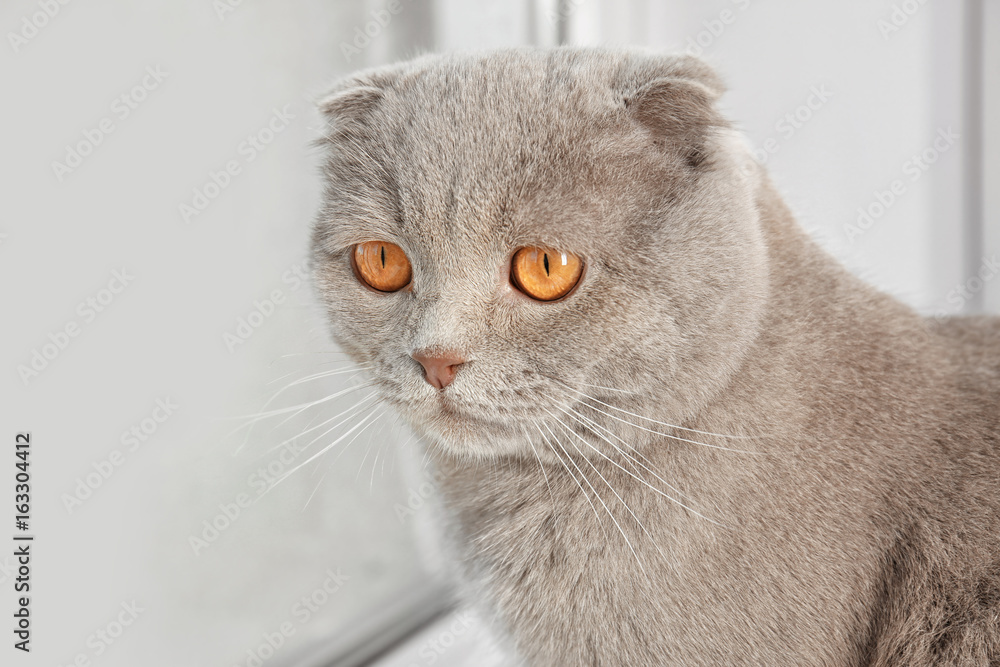 Scottish fold cat sitting near window Scottish fold cat sitting near window