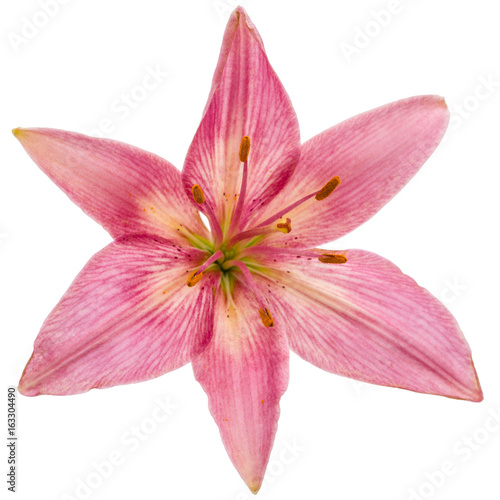 Flower of a pink lily, isolated on white background