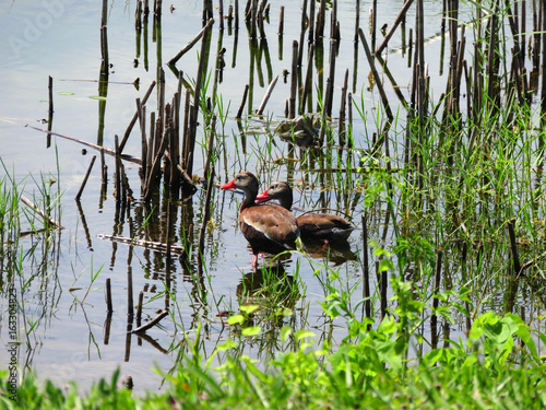 BLACK-BELLIED WHISTLING DUCKS