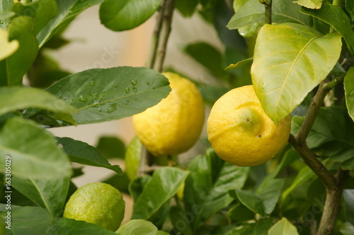 Eureka Lemons on the tree
