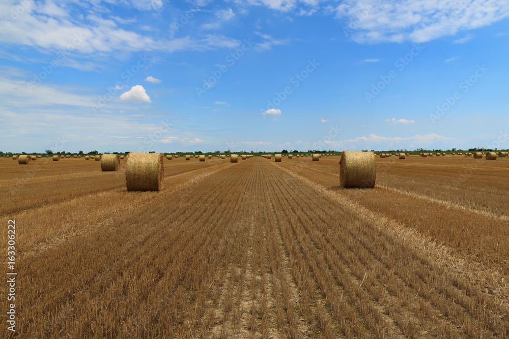 Straw in the bales in the field, summer landscape
