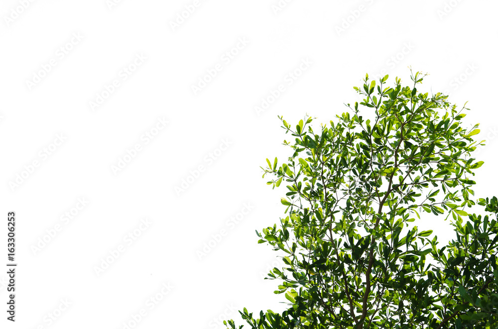 Leaves white background Leaves white background