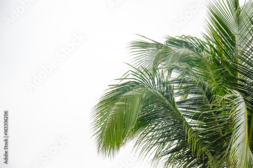 palm trees white background © khunkornStudio