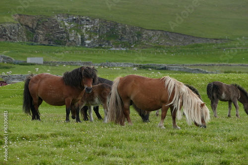 Tablou pe pânză Shetland ponies grazing