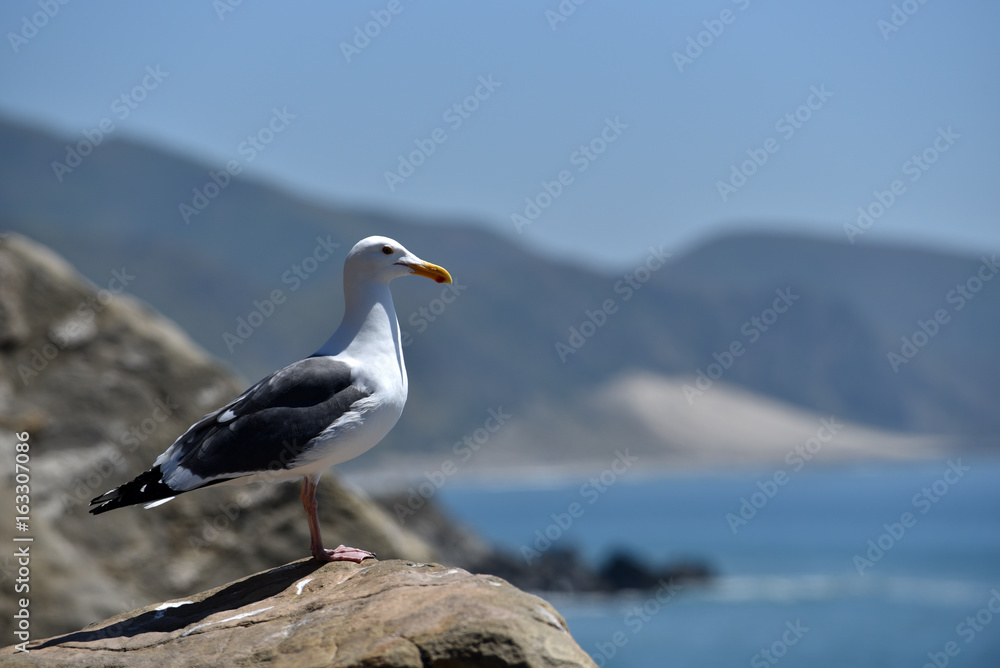 Seagull by the beach Seagull by the beach