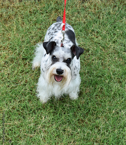 Parti Colored Minitaure Schnauzer photo