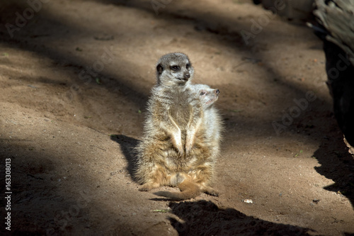 2 meerkats