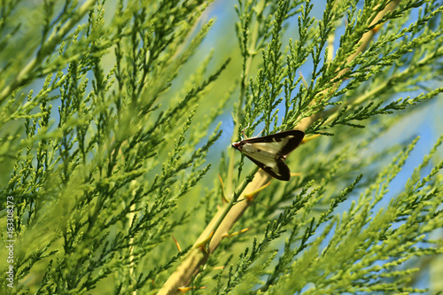 Buchsbaumzünsler photo