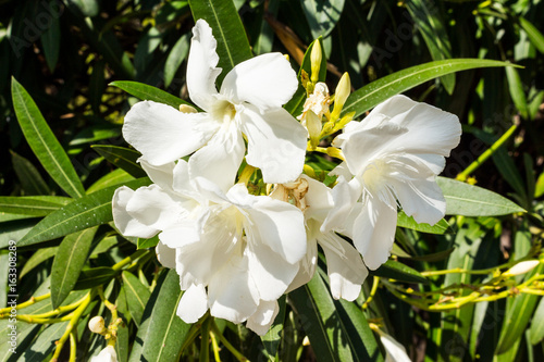 white oleander blossoms on a oleander bush in summer