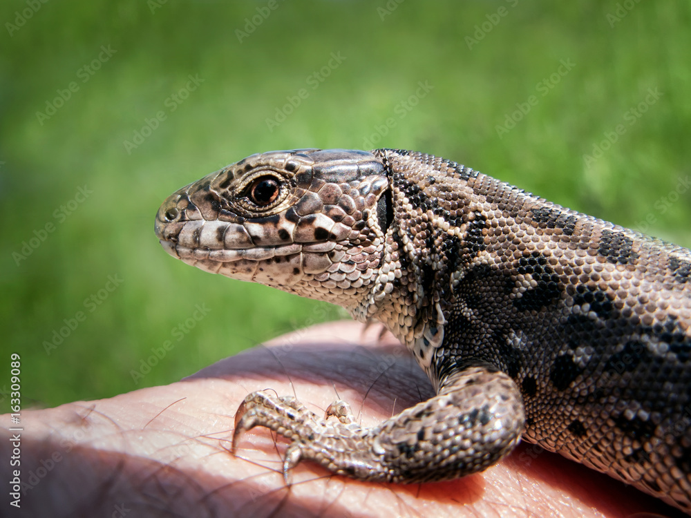 lizard the head in a profile on a green background
lizard the head in a profile on a green background