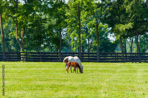 Mare with her foal at horse farm.