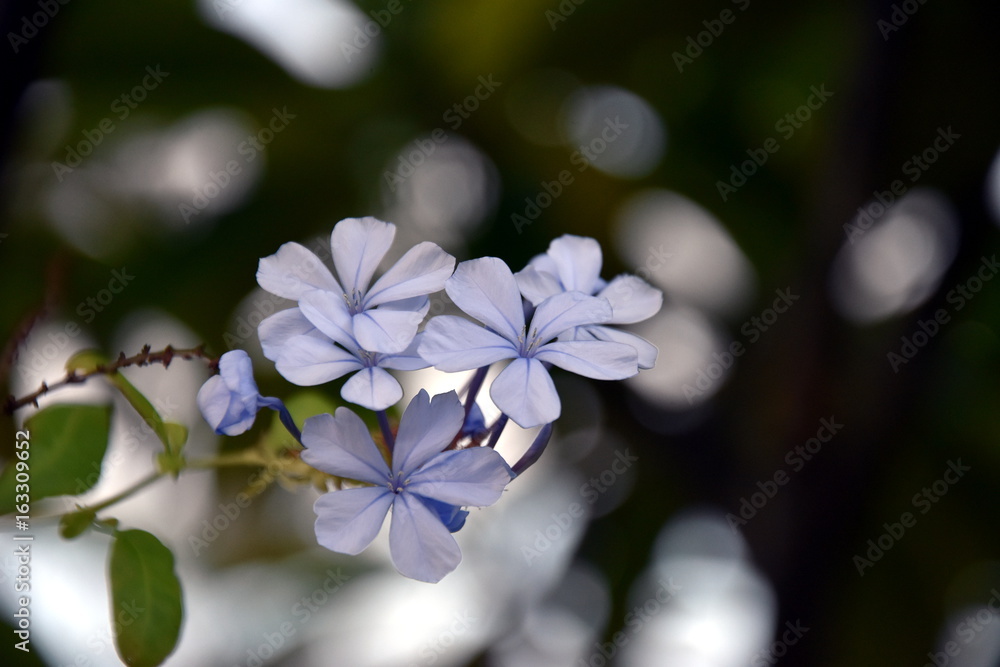 White blue flower green leaves in the background. Simple natural background with a detail of white blue flowers.