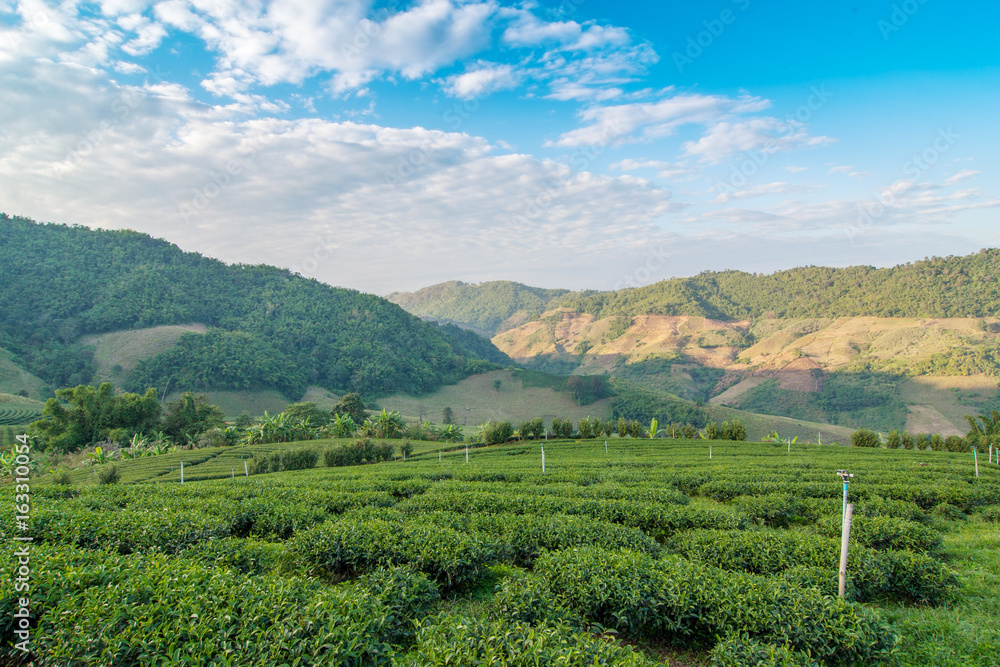 Green tea bud and fresh leaves. Tea plantations in Chiang Rai Province, Thailand