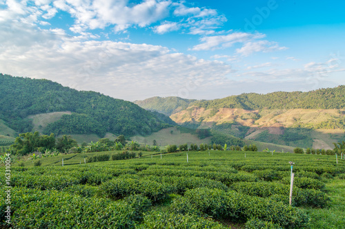 Green tea bud and fresh leaves. Tea plantations in Chiang Rai Province  Thailand