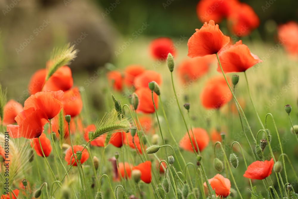 Fototapeta premium Maki