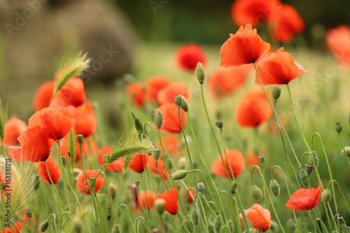 Fototapeta Naklejka Na Ścianę i Meble -  Mohnblumen