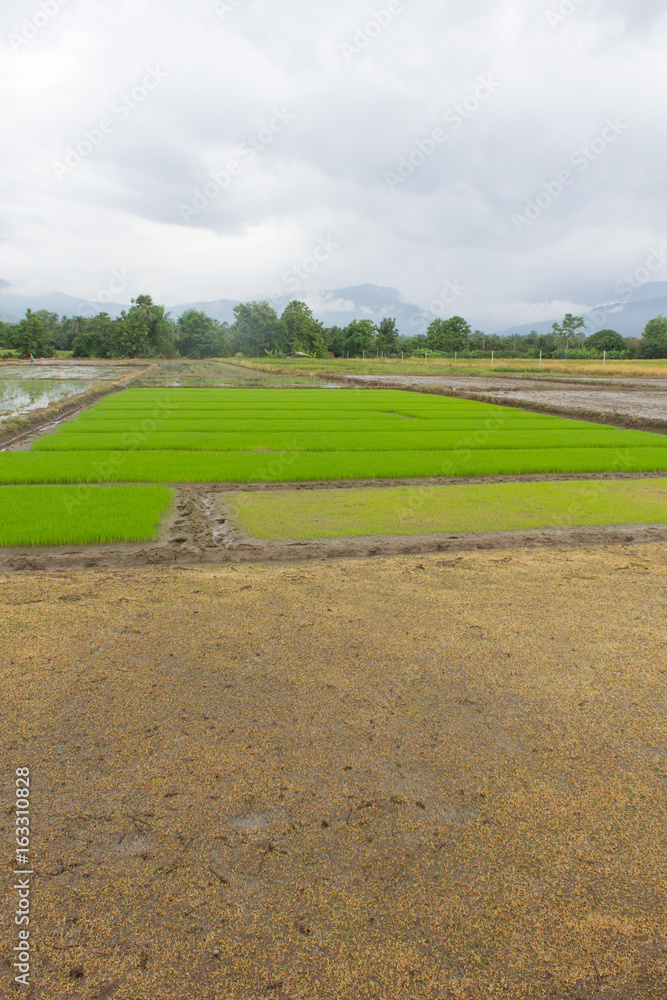 Green Rice seedlings in rice field, lanscape Green Rice seedlings in rice field, lanscape