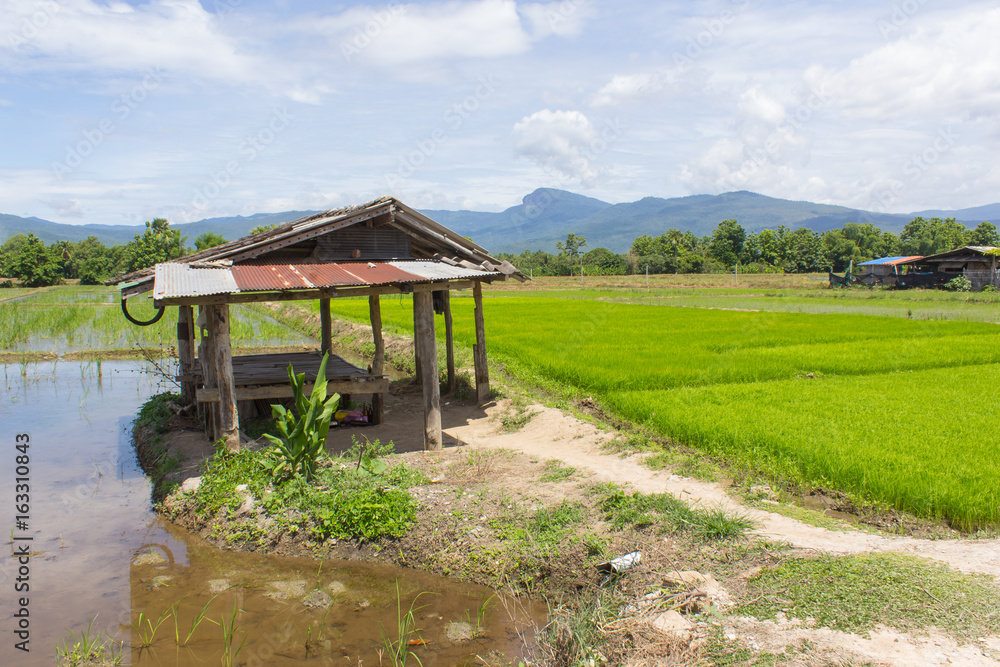Fototapeta premium Cottage and green rice field with beauty sky in Thailand, Asia