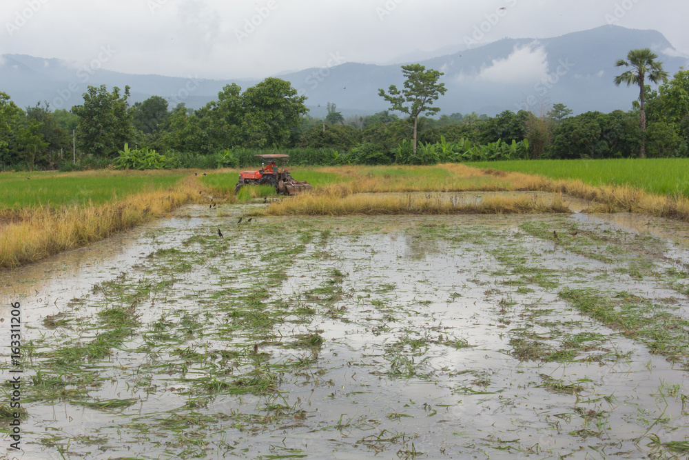 Fototapeta premium tractor in rice field, Mechanism farmer rice cultivation