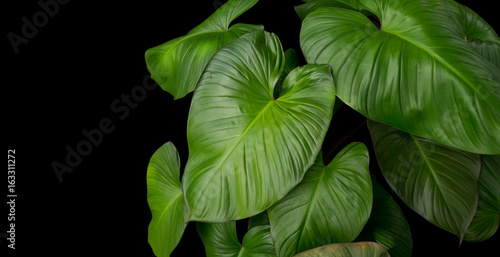 King of Heart Homalomena rubescens (Roxb) green leaves tropical plant on black background