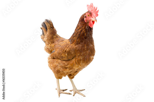 brown hen isolated on white, copy space,clipping path