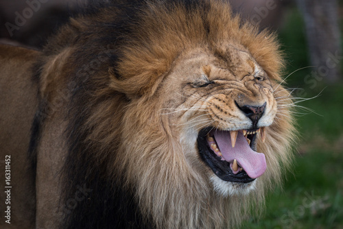 Fototapeta Naklejka Na Ścianę i Meble -  Roaring lion