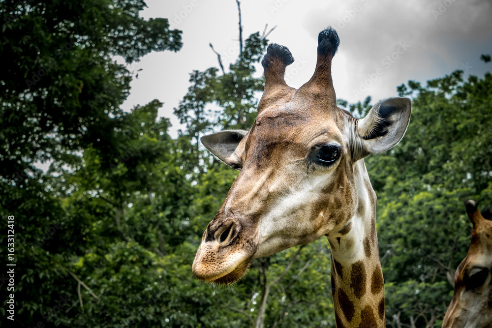 Naklejka premium Head of giraffe on green background